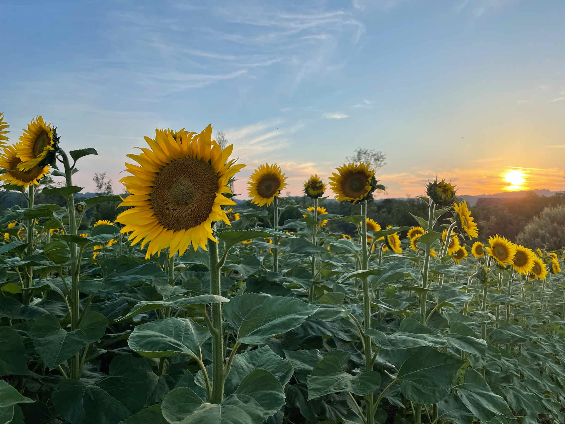 Delphine d’Aix-en-Provence profile picture